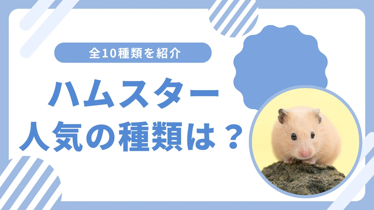 【全10種】ハムスターの種類を解説｜性格やお世話の仕方の違いは？のサムネイル画像