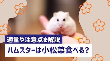 ハムスターに小松菜を与えていい？適量や頻度、注意点をわかりやすく解説のサムネイル画像