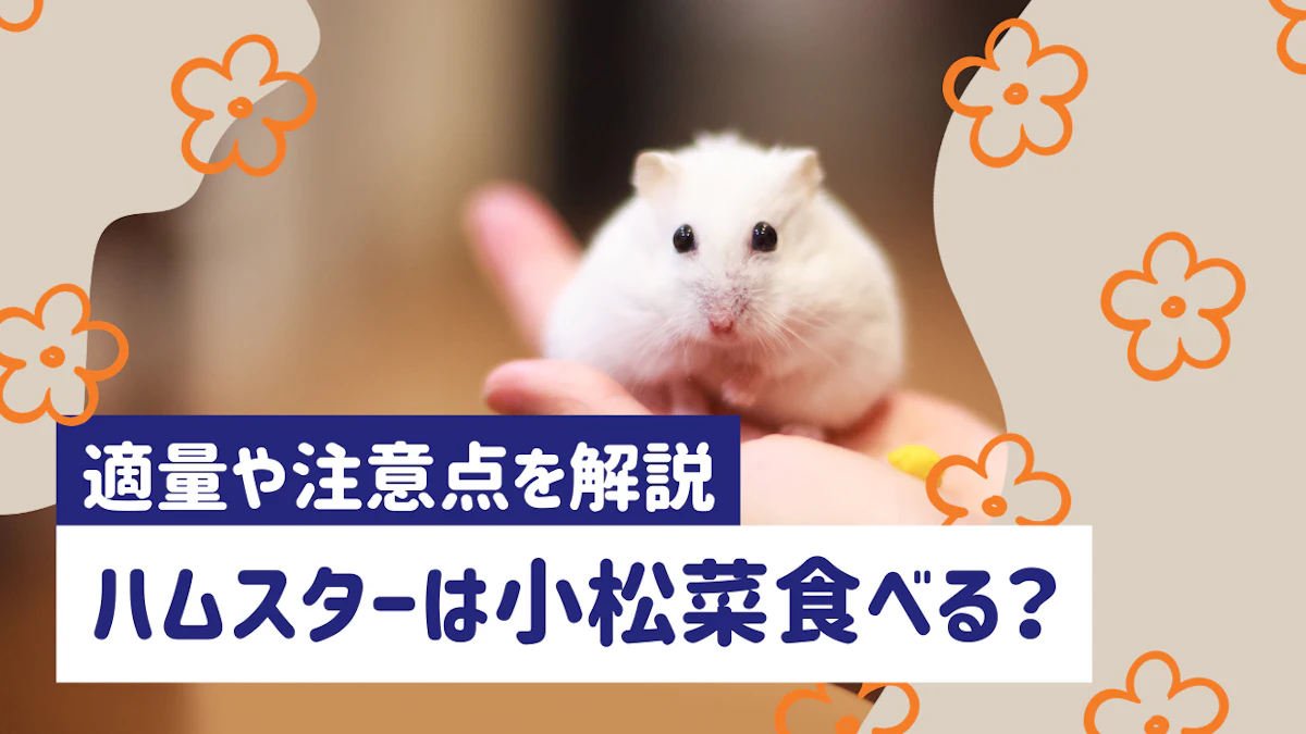 ハムスターに小松菜を与えていい？適量や頻度、注意点をわかりやすく解説