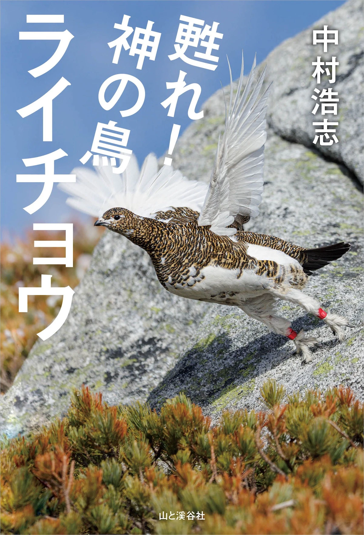 絶滅宣言から奇跡の復活へ！中央アルプスでライチョウ130羽の繁殖に成功した保護活動の全記録『甦れ！神の鳥ライチョウ』発売
