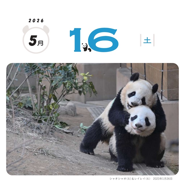 パンダ写真家・高氏貴博さん「毎日パンダ」日めくりカレンダー2026年版