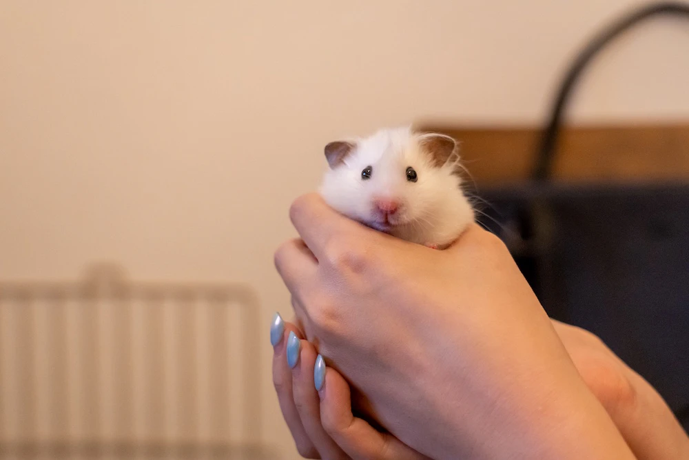 ゴールデンハムスターのぱるちゃん