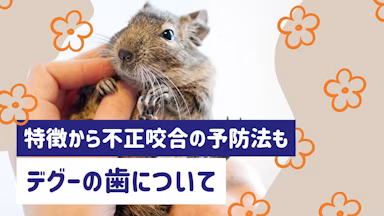 デグーの歯のトラブルを防ぐには？歯の特徴から不正咬合の予防法まで解説のサムネイル画像