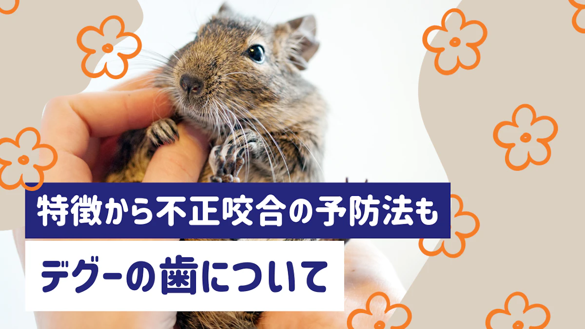 デグーの歯のトラブルを防ぐには？歯の特徴から不正咬合の予防法まで解説