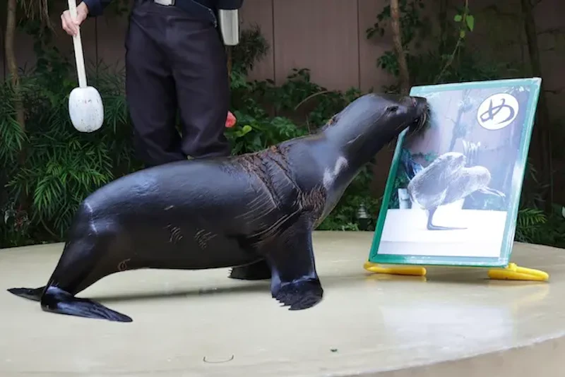 オットセイのミニパフォーマンス２