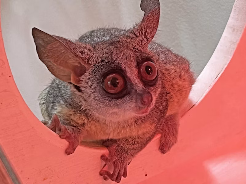 夜行性の小さなサル「ショウガラゴ」