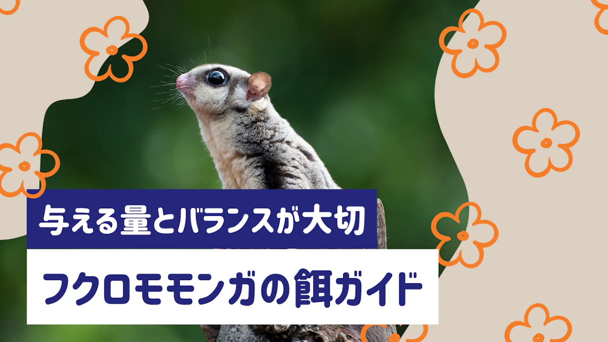 フクロモモンガの餌は何をあげる?量とバランス、NGな食べ物まで徹底解説のサムネイル画像