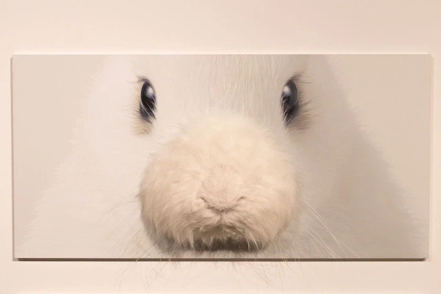 うさぎ