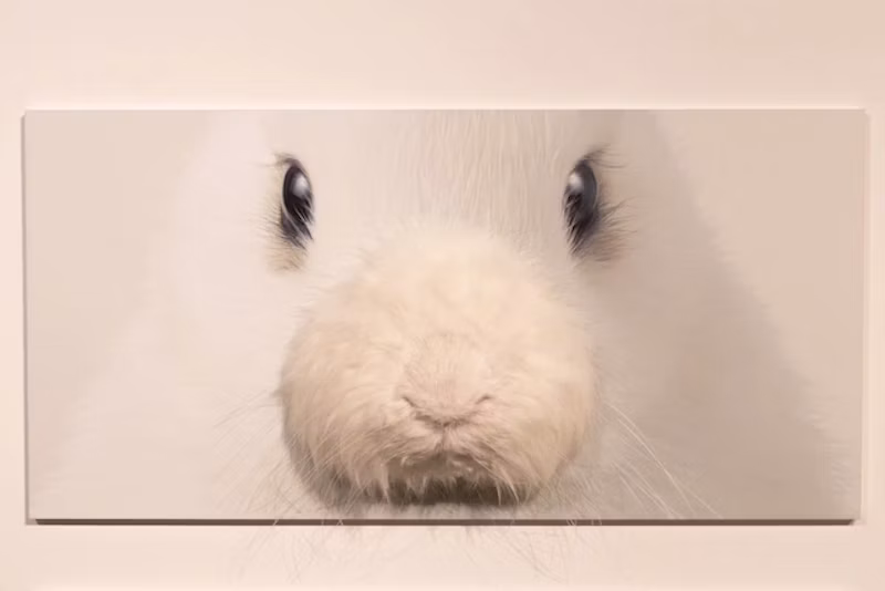 うさぎ