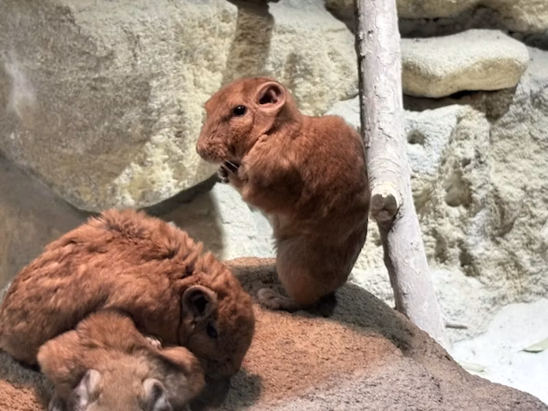 立ち上がったグンディ