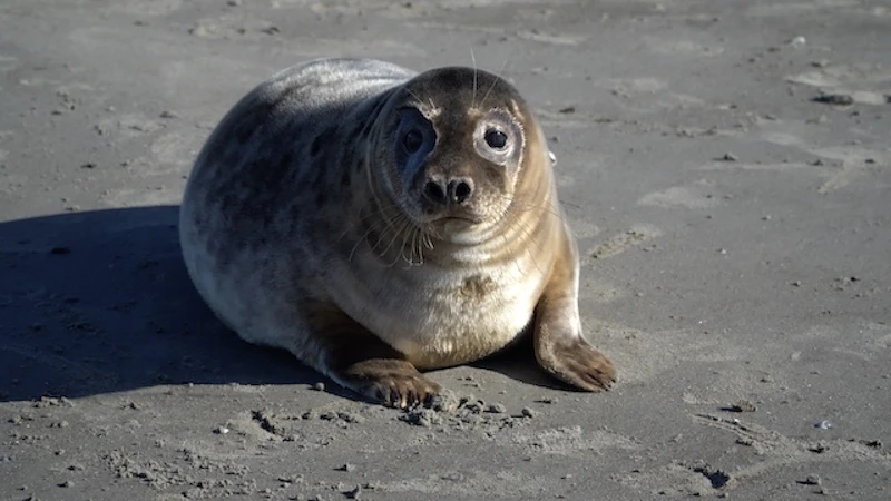 慎重にあたりを見回す／©Tonton Train
