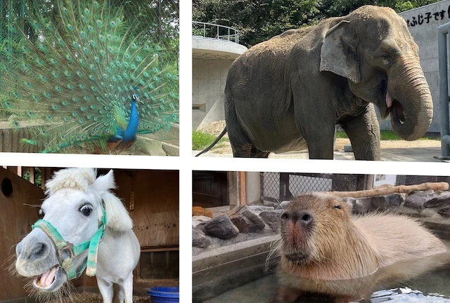 東公園動物園の動物たち