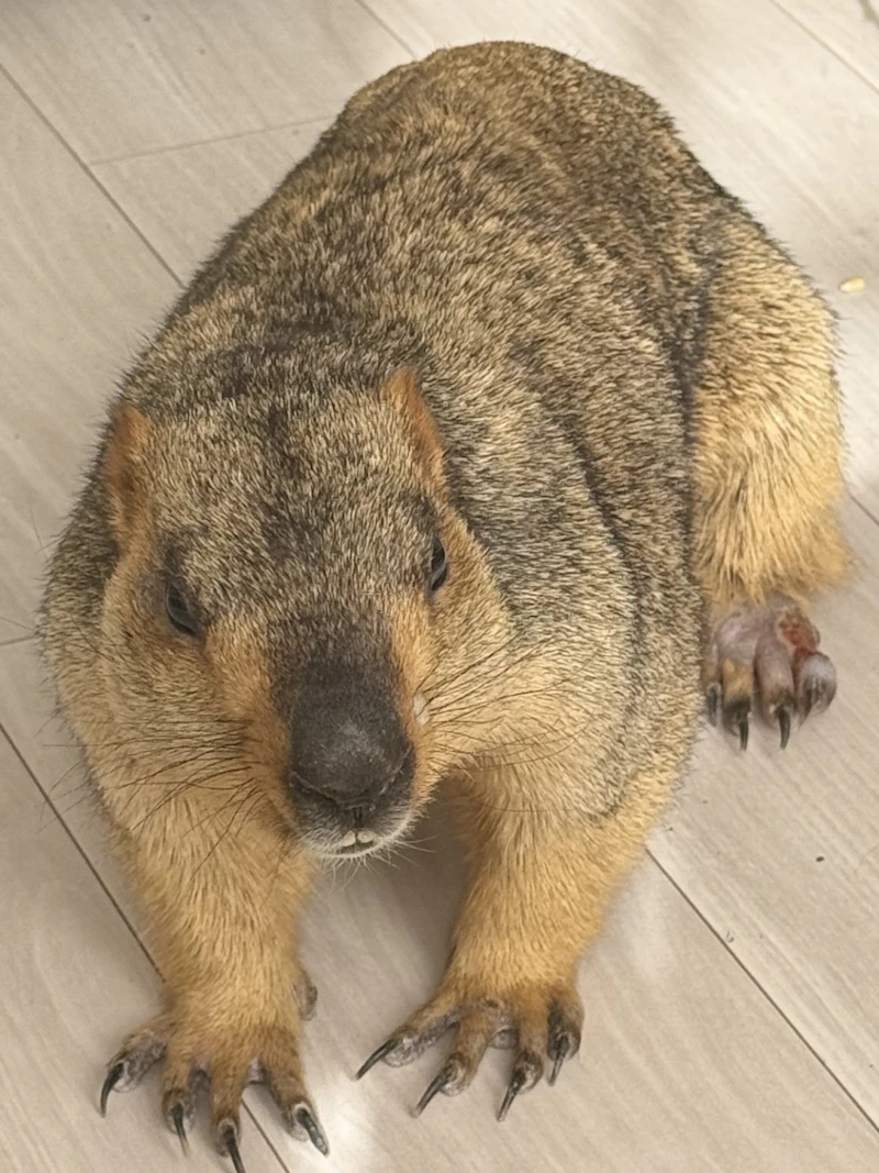 保護直後のココアちゃん（本年2月）