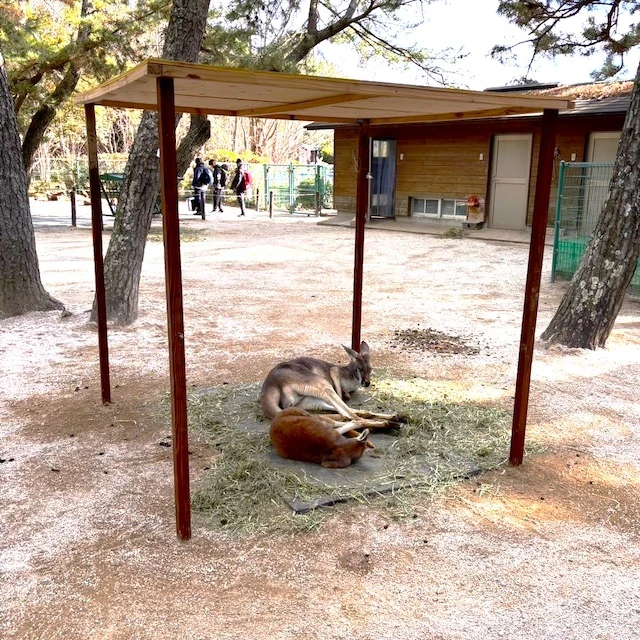 カンガルーこたつイメージ。当日は天井からヒーターを吊るし、側面には透明シートを提げて温室のようにします。