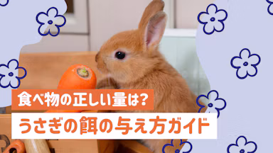 うさぎの餌の与え方を徹底解説｜牧草・ペレット・野菜の正しい量は？のサムネイル画像