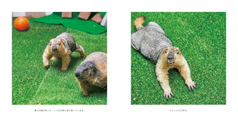 マーモットのまもちのページ