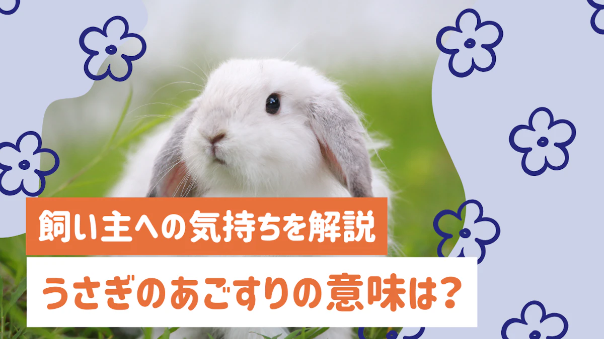 うさぎのあごすりはなぜする？意味・理由と飼い主への気持ちを徹底解説のサムネイル画像