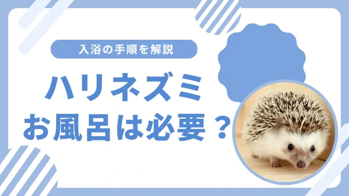 ハリネズミをお風呂に入れてもいい？ 正しい入浴とケアの方法を解説