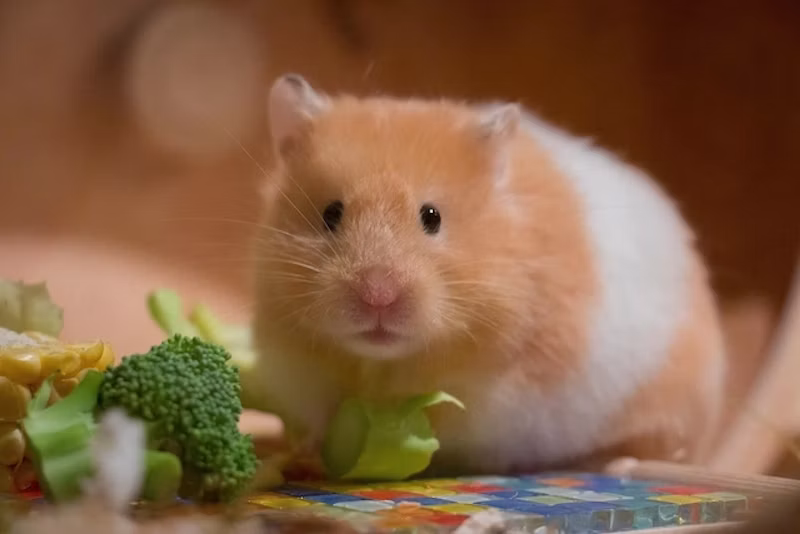 野菜とゴールデンハムスター