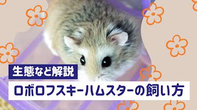 ロボロフスキーハムスターの飼い方完全ガイド｜特徴・性格・寿命まで徹底解説のサムネイル画像