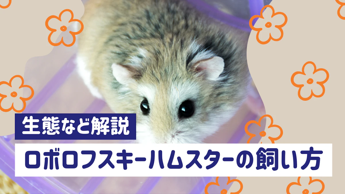 ロボロフスキーハムスターの飼い方完全ガイド｜特徴・性格・寿命まで徹底解説