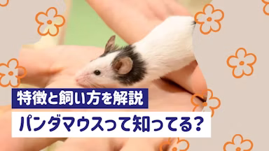 白黒模様で小さなパンダマウスを知ってますか？ 飼い方や特徴を解説のサムネイル画像