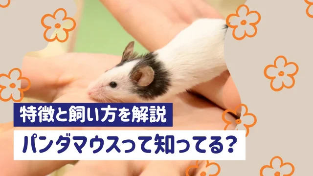 白黒模様で小さなパンダマウスを知ってますか？ 飼い方や特徴を解説