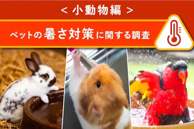 小動物の暑さ対策、どうしてますか?2024年の猛暑後のアンケート結果のサムネイル画像