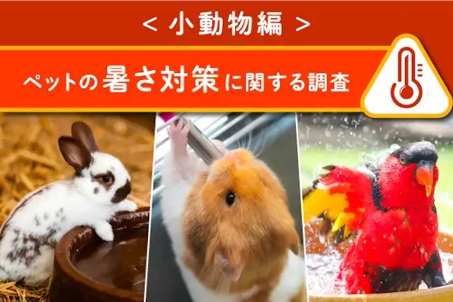 小動物の暑さ対策、どうしてますか？2024年の猛暑後のアンケート結果のサムネイル画像