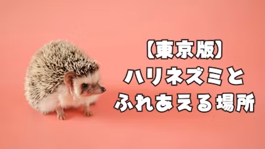 【東京版】ハリネズミとふれあえる施設・カフェ全18選のサムネイル画像
