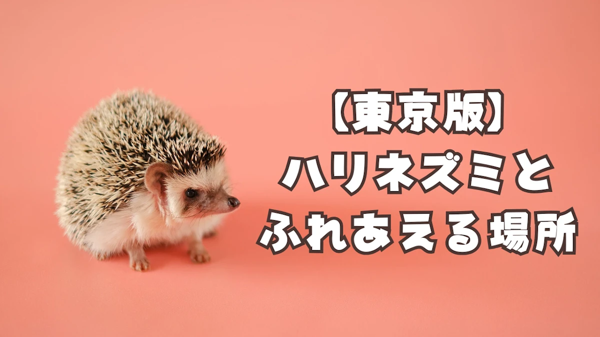 【東京版】ハリネズミとふれあえる施設・カフェ全18選のサムネイル画像