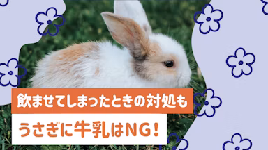 うさぎに牛乳はNG!下痢のリスクや飲ませてしまったときの対処法を解説のサムネイル画像