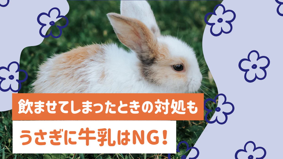 うさぎに牛乳はNG！下痢のリスクや飲ませてしまったときの対処法を解説