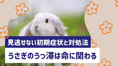 うさぎのうっ滞は命に関わる？見逃せない初期症状と対処・予防法を解説のサムネイル画像