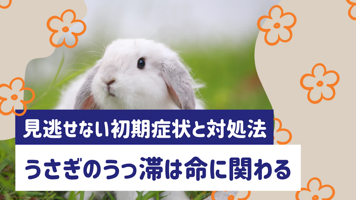 うさぎのうっ滞は命に関わる？見逃せない初期症状と対処・予防法を解説
