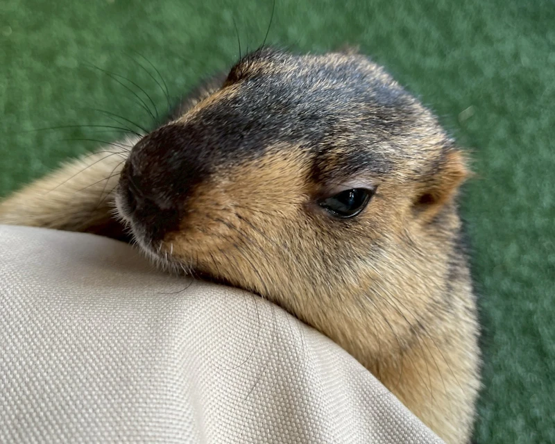 スタッフの足にしがみついて甘えるヒマラヤマーモット