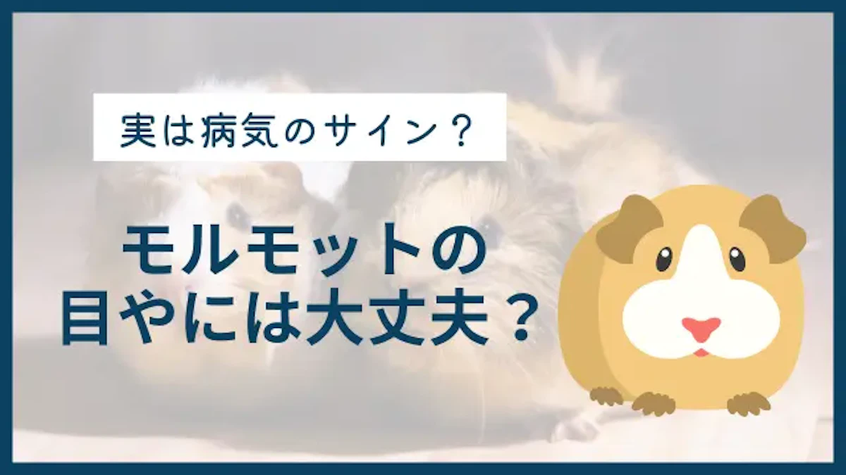 モルモットの目やには大丈夫？　病気のチェックと対処法を解説