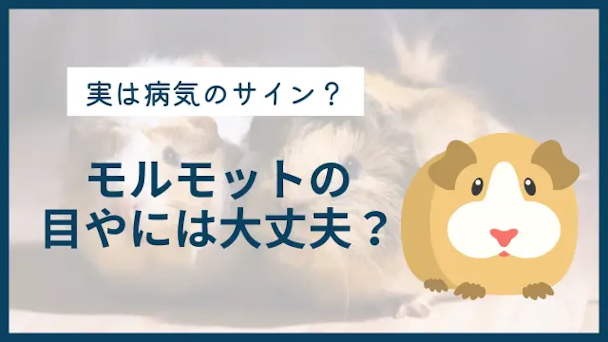 モルモットの目やには大丈夫？　病気のチェックと対処法を解説