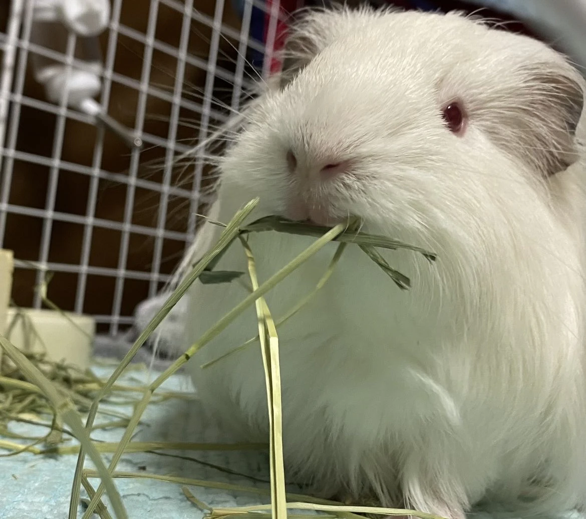 草をくわえる杏仁くん