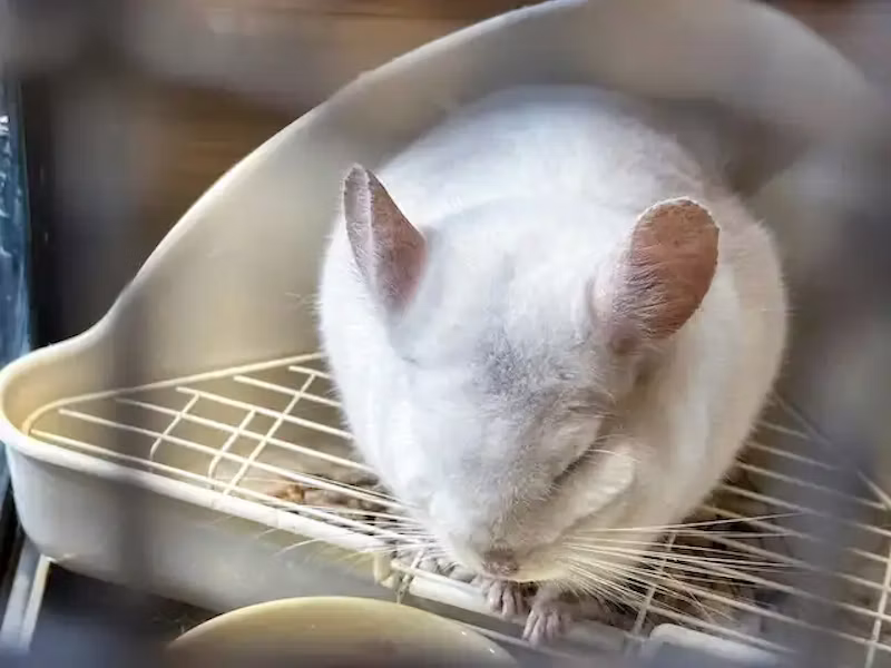 チンチラ