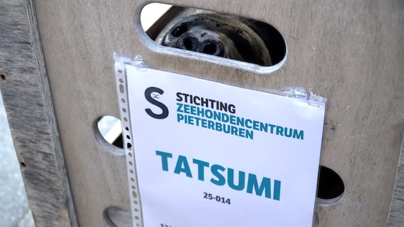 移動のため木箱にしまわれる／©Tonton Train