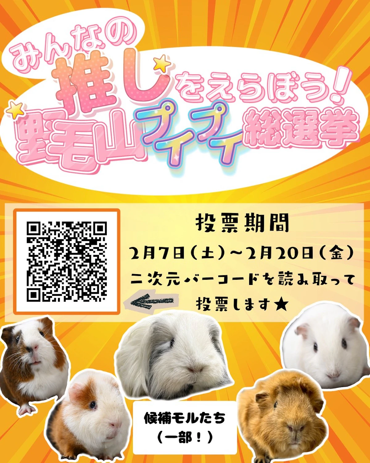 野毛山動物園で「モルモット総選挙」開催中！25頭の推しモルに投票しよう【2月20日まで】