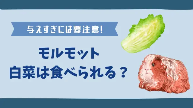 モルモットは白菜を食べられる！栄養満点だけど与えすぎには要注意