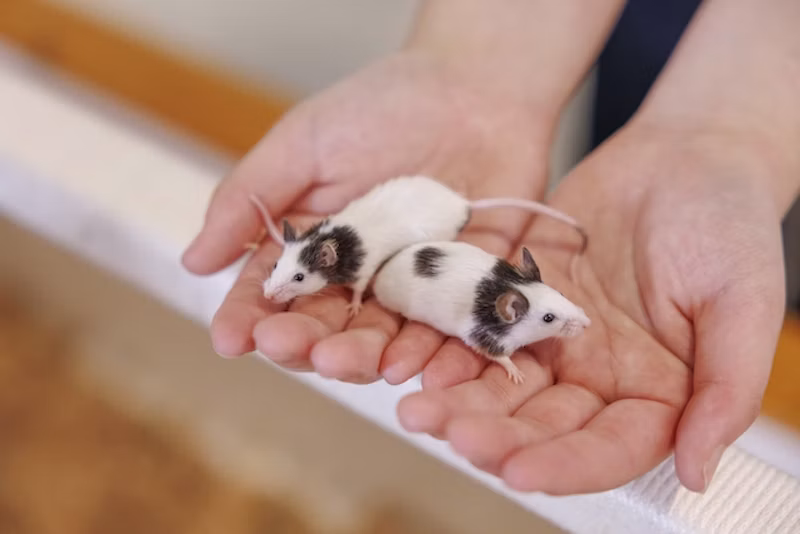 パンダマウスとのふれあい