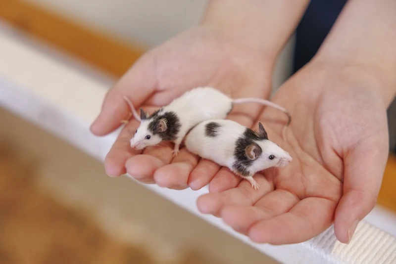 パンダマウスとのふれあい