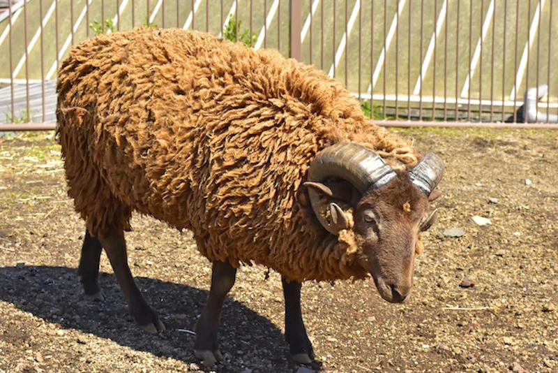 マンクスロフタンヒツジ
