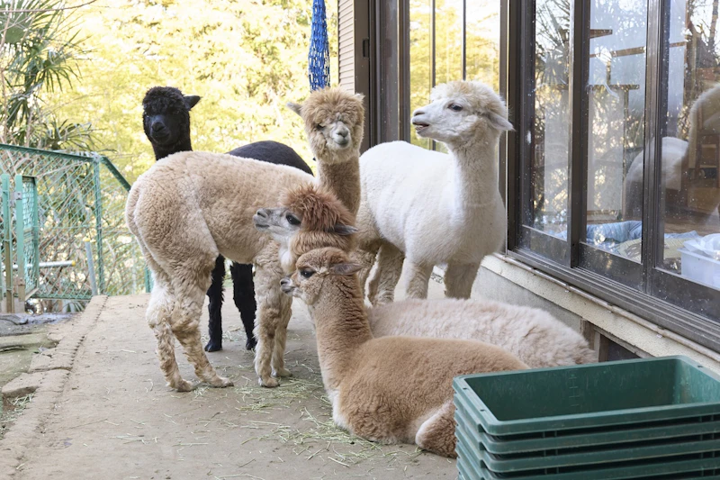 東京・町田市の民家で暮らすアルパカたち。穏やかで人懐っこい性格。（撮影：小禄慎一郎）