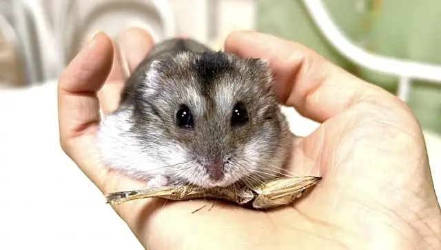 手のひらに乗るハムスター