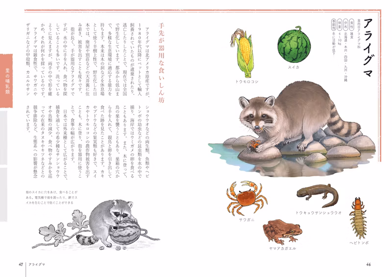 アライグマ