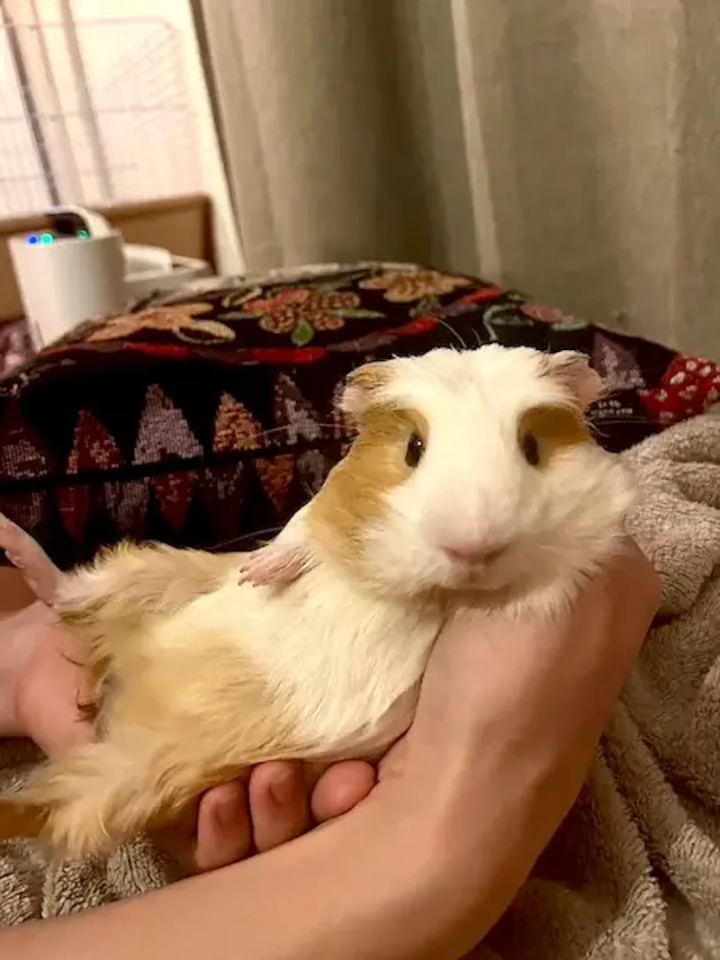 モルモットのてんちゃん